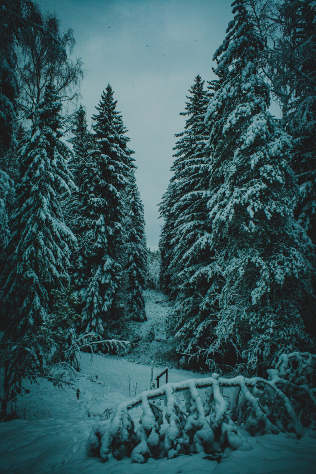 Silent Firs, Finland, shown framed