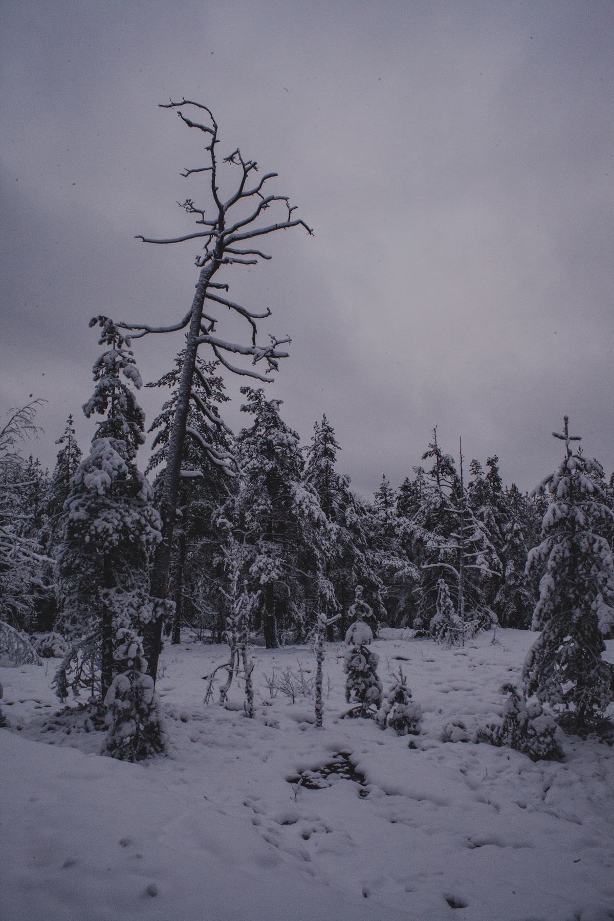 Storm Tree, Finland, shown framed