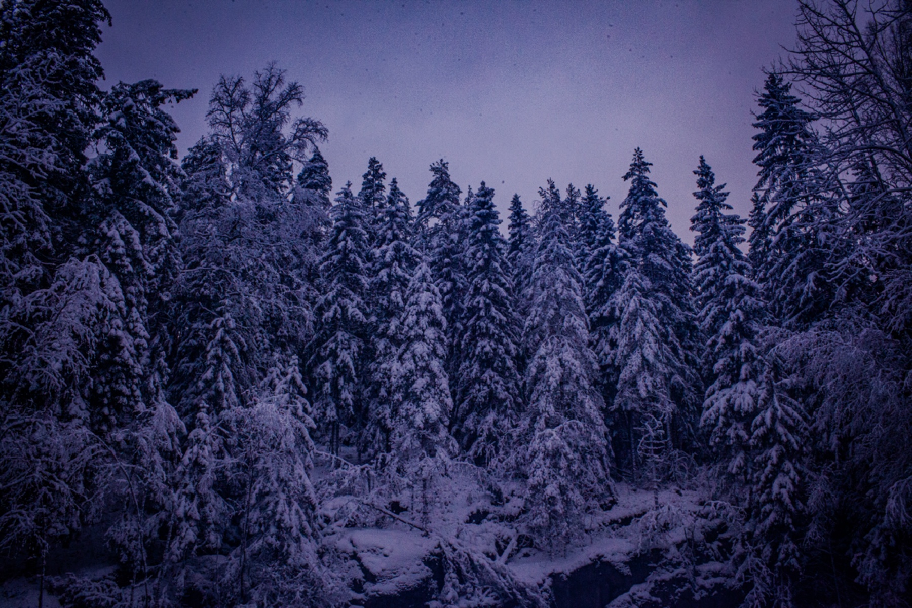 Violet Forest, Finland, shown framed