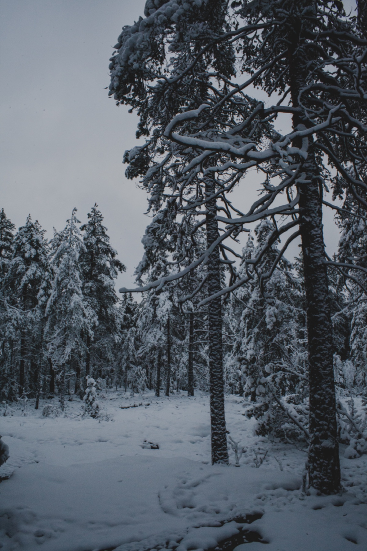 Winter Pine, Finland, shown framed