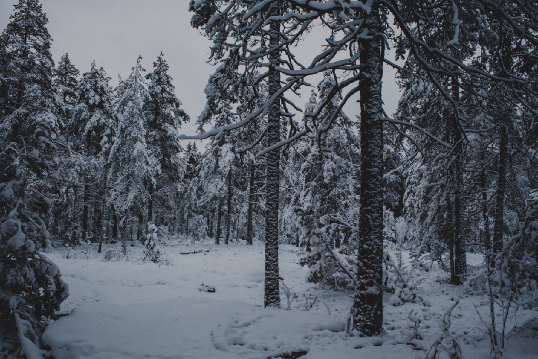 Crossing Pines, Finland, shown framed