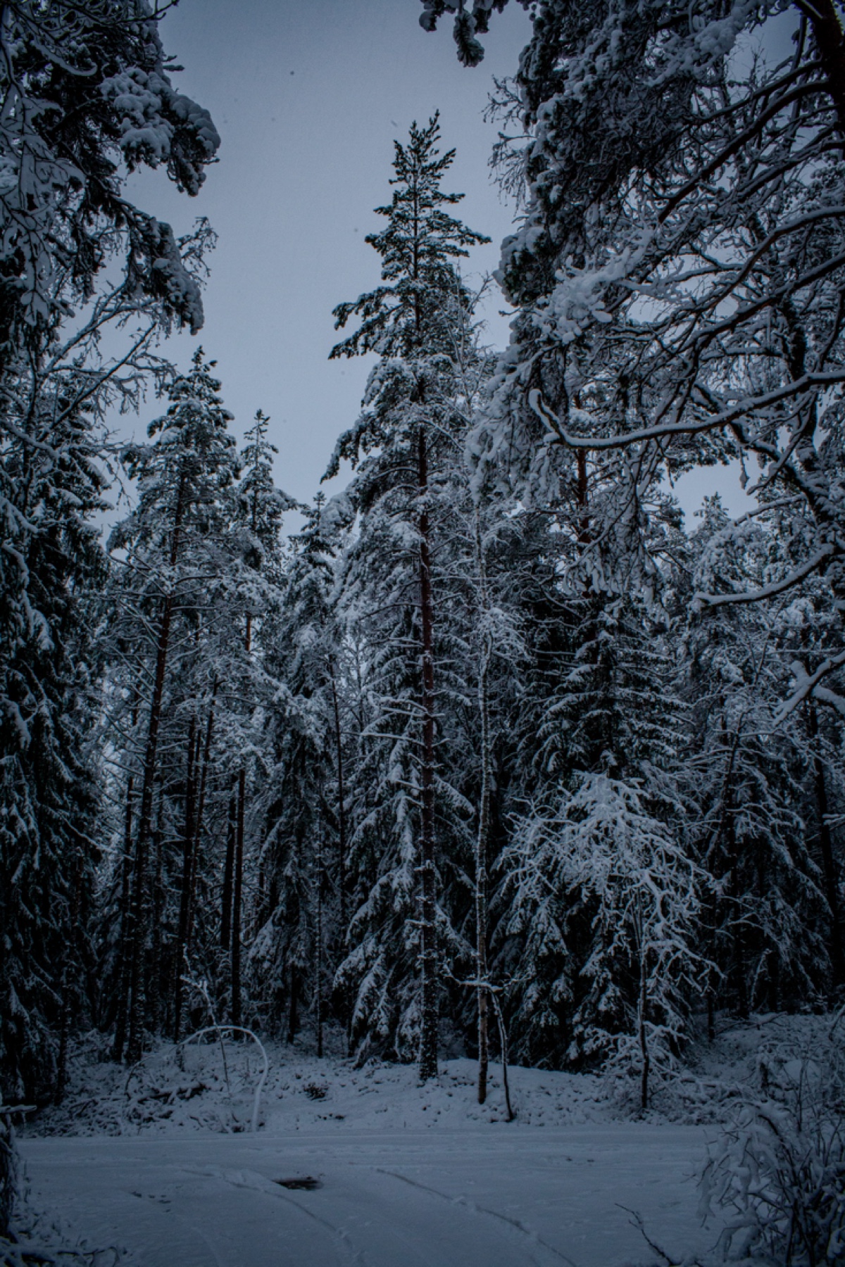Vertical de abetos, Finlandia, mostrada en un marco